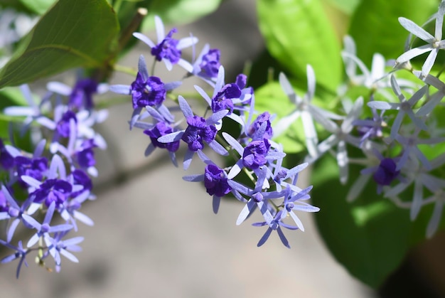 Blooming Petrea volubilis closeup en un jardín.