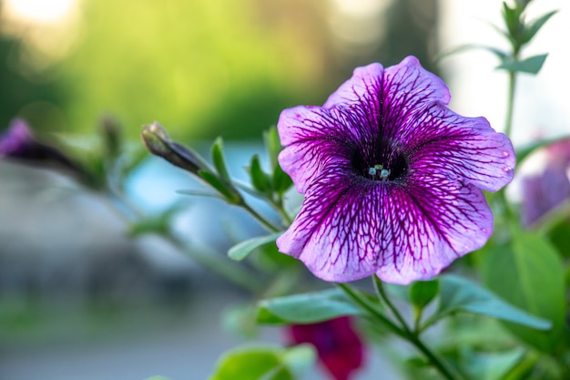 Foto blooming petunia púrpura disparó cerca con fondo borroso