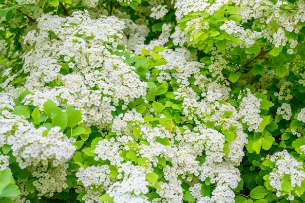 Blooming primavera flores lobularia maritima flores alyssum maritimum dulce alyssum dulce alison es un