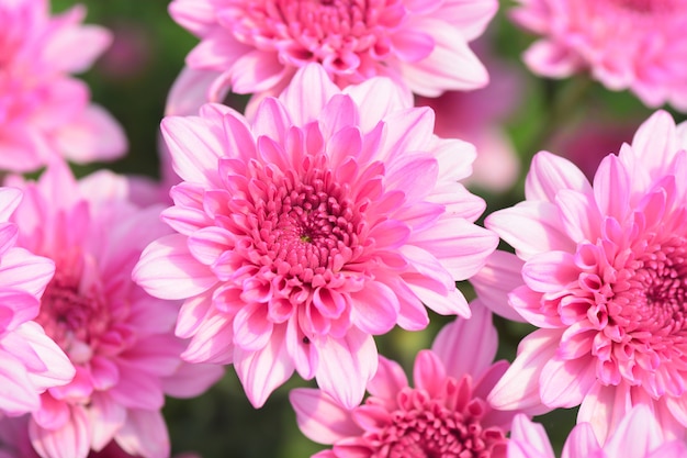 Foto blooming primer plano de flor de crisantemo rosa por amor