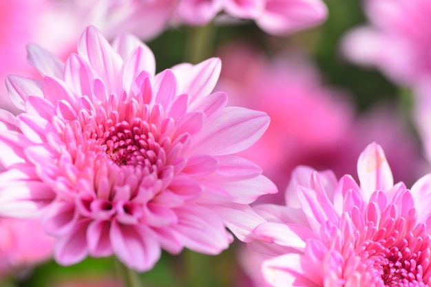 Foto blooming primer plano de flor de crisantemo rosa por amor