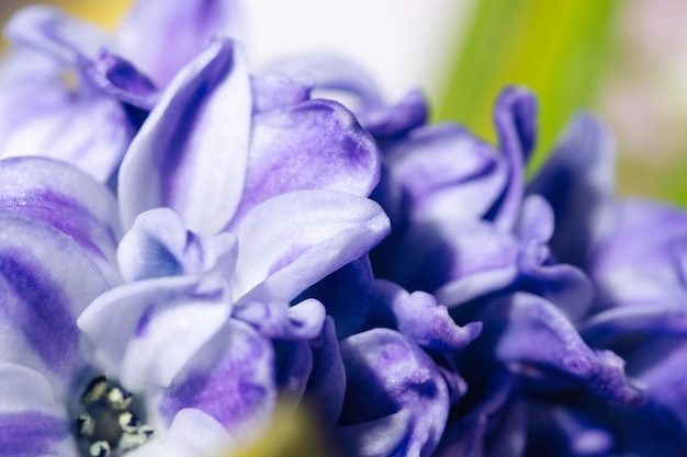 Blooming púrpura jacinto flores primer plano fotografía macro