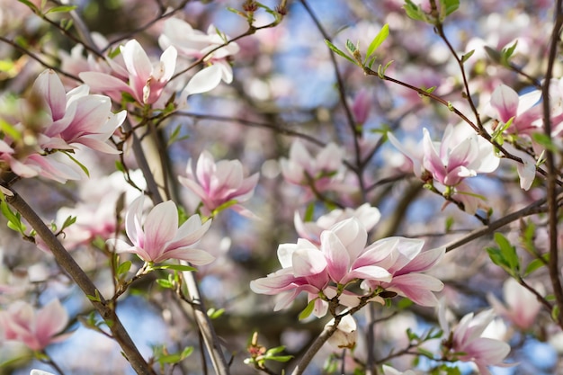 Blooming rama de un árbol de magnolia.