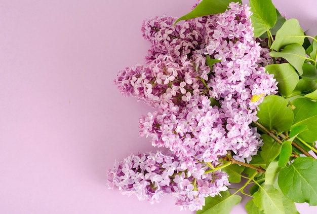 Blooming ramas lilas en superficie brillante