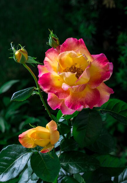 Blooming rosas Pullman Orient Express en el jardín.