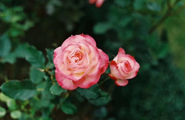 Blooming rose en el jardín