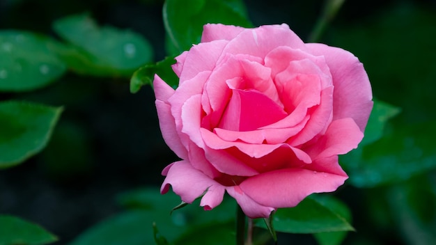 Blooming rose en el jardín