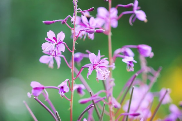 Blooming Sally o fireweed hermosas flores rosas en el jardín de verano Blooming plantas medicinales en el campo