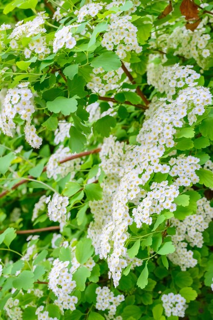 Blooming spring flowers Lobularia maritima flores Alyssum maritimum Sweet Alyssum Sweet Alison es una especie de planta con flores de bajo crecimiento