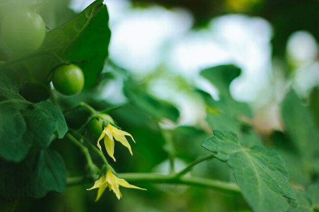 Blooming tomates verdes maduros frescos en una rama crecen en un invernadero