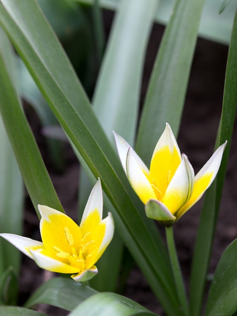 Blooming tulipanes salvajes amarillos en el macizo de flores.