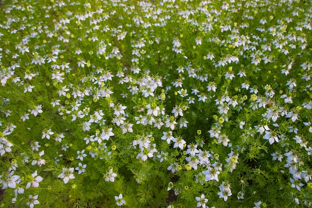 Blooming White Nigella sativa flores en el campo Vista superior Fondo de textura