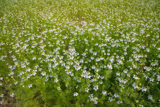 Blooming White Nigella sativa flores en el campo Vista superior Fondo de textura