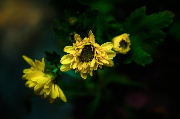 Blooming Yellow