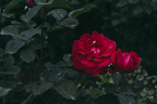 Blooming yema de una rosa roja en crecimiento