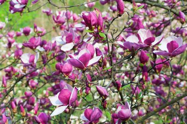 Bloomy árbol de magnolia con grandes flores de color rosa en el jardín