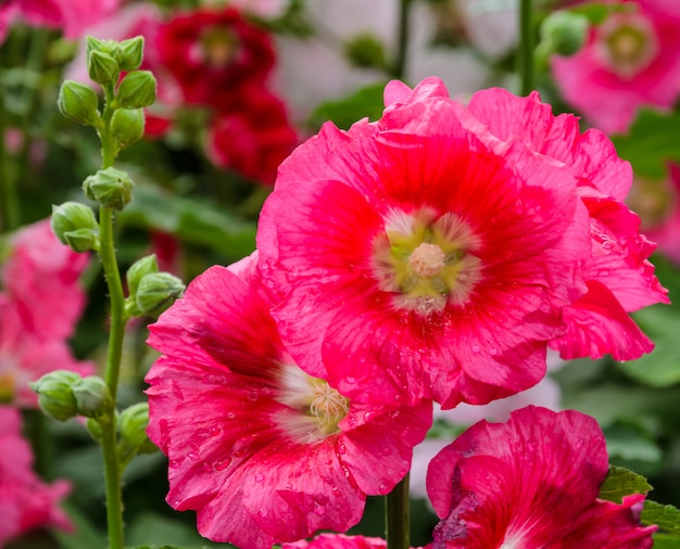 Bloossom vermelho da flor da malva rosa