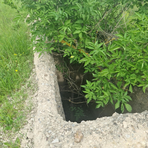 Un bloque de hormigón con un agujero en el que crece una planta.