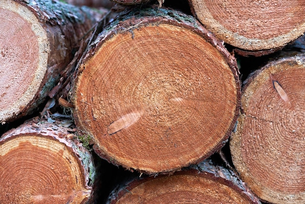 Foto bloques de madera redondos apilados de fondo pino cortado y apilado
