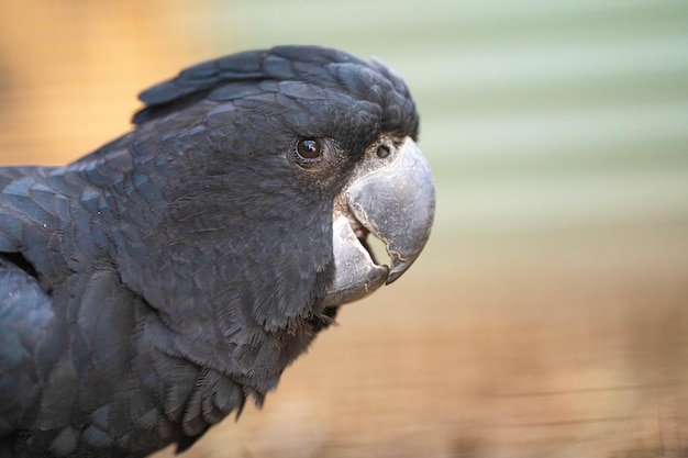 blose up Cacatúa negra de cola roja encaramada en un árbol de goma en el interior de Australia Aves nativas australianas en un árbol en un parque nacional en verano