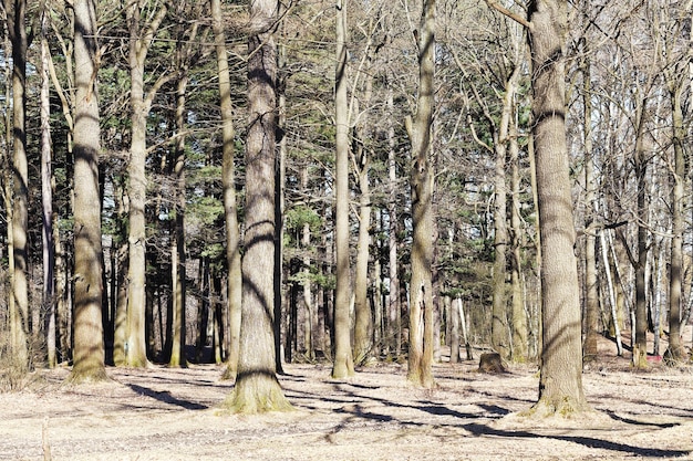 Bloße Eichen im Frühlingswald