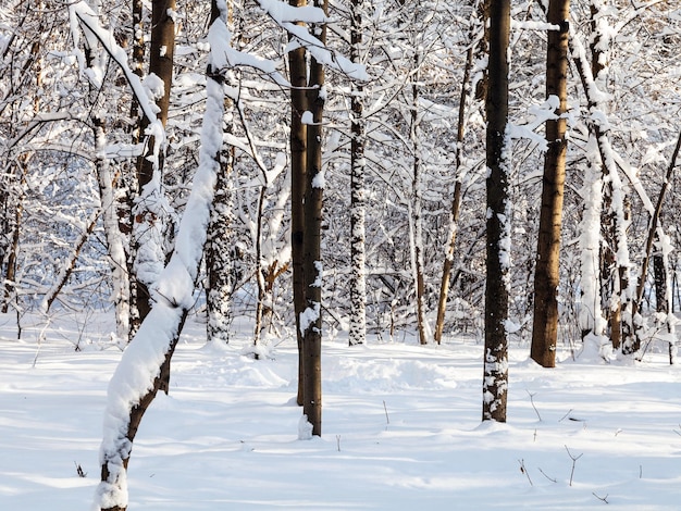 Bloßer Baum im schneebedeckten Wald am sonnigen Tag