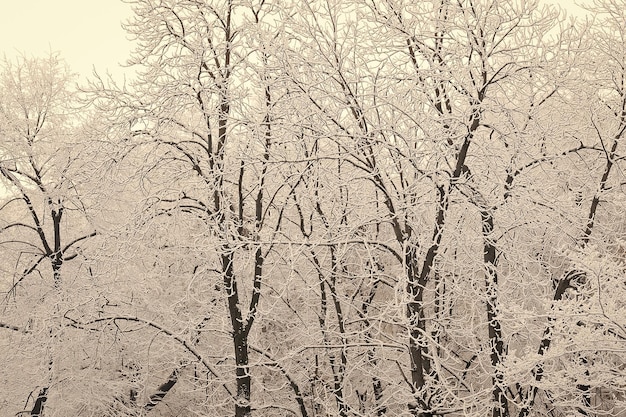 Bloßer Baum mit weißem Schnee