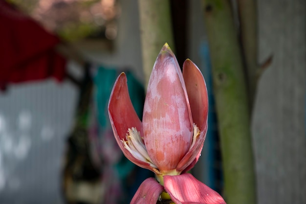 Blossom Banana Flower mit verschwommenem Hintergrund