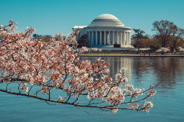 Blossom-Baum am Gezeitenbecken gegen das Jefferson-Denkmal in der Stadt