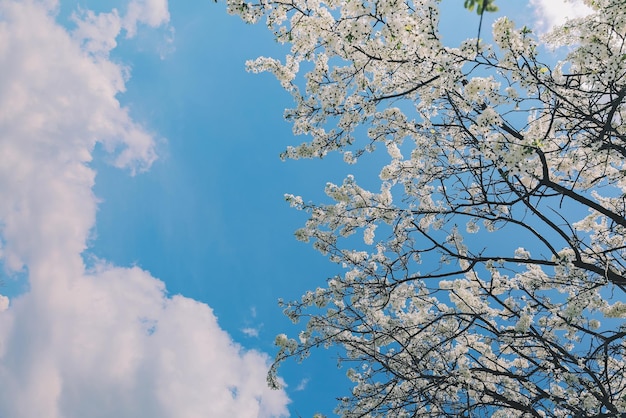 Blossom Cherry Tree White Bloom Blumen in Zweigen und bewölktem Himmel Platz für Text