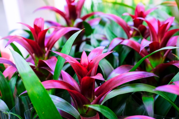 Foto blossom guzmania bromelia está à venda. escolhendo a casa de plantas.