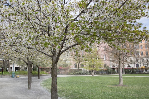 Blossom in Tree, Parque Berzelii, Estocolmo, Suécia