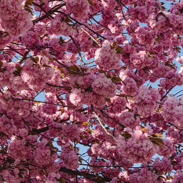 Blossom Kirschbaum Tapete Sakura-Hintergrund Blooming Pink Frühlingsblumen Blauer Himmel