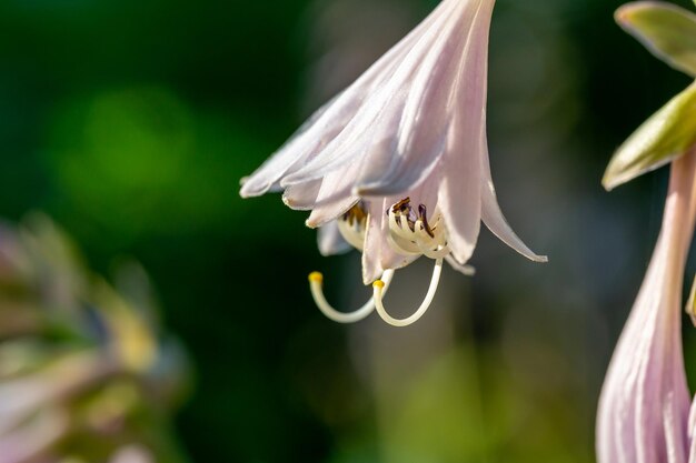 Blossom lilac Hosta flor en una fotografía macro de luz de puesta de sol de verano