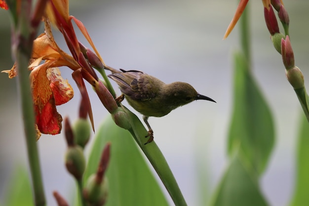 Blossom Orange Canna flowers beautiful color with bird holding branch of tree