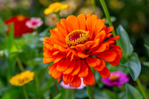 Blossom orange Zinnia Blume auf grünem Hintergrund an einem Sommertag Makrofotografie