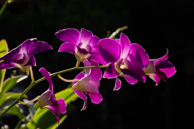 Blossom PurPle Orchids Com Fundo Escuro