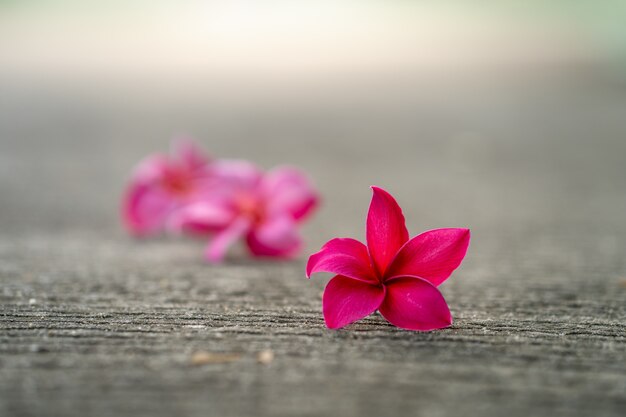 Blossom Red Plumeria ou flores de Frangipani no chão na rua