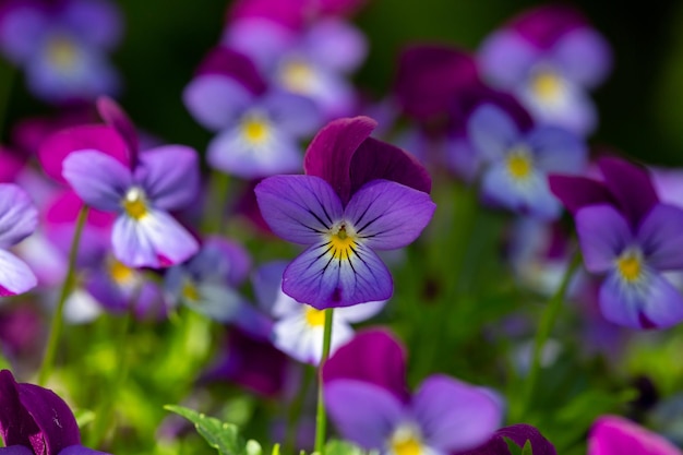 Blossom Veilchen Stiefmütterchen auf grünem Hintergrund Makrofotografie Wildflower mit violetten Blütenblättern