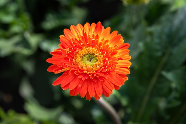 Blossome orange gerberablume und blühen im garten