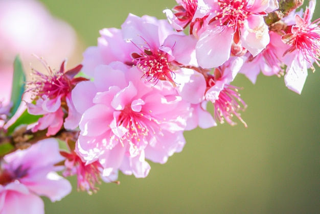 Blosssom de cereza rosa con cielo azul