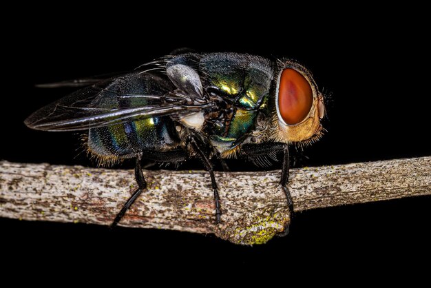 Blow Fly adulto