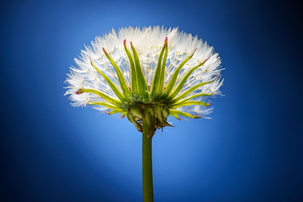 Blowball Blume auf blauem Hintergrund hautnah