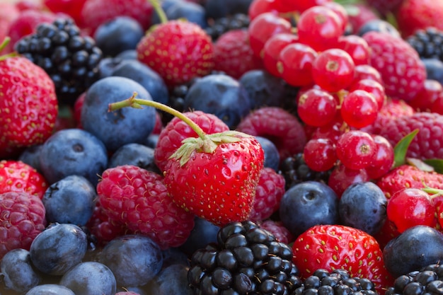 Bluberry, framboesa, amora e groselha vermelha