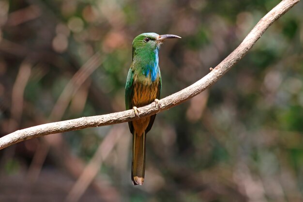 Blue-barbudo abejaruco Nyctyornis athertoni Aves hermosas de Tailandia