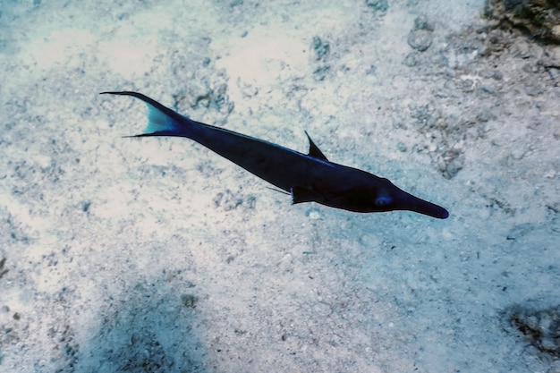 Blue Bird Wrasse (Gomphosus caeruleus) Coral, águas tropicais, vida marinha