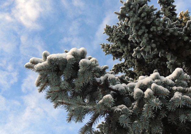 Blue Colorado Spruce Tree mit Zweigen bedeckt mit Schnee Lower Point Of View