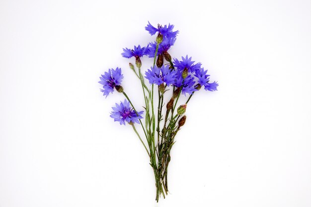 Blue Cornflower Herb ou bacharel botão flor buquê isolado