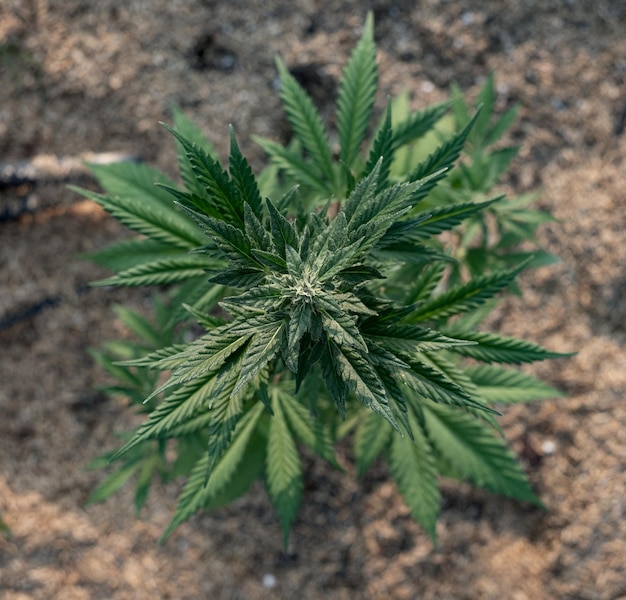 Blue Dream cannabis cría marihuana creciendo en el suelo