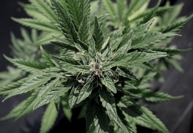 Blue Dream Cannabis-Rasse-Marihuana, das im Boden wächst